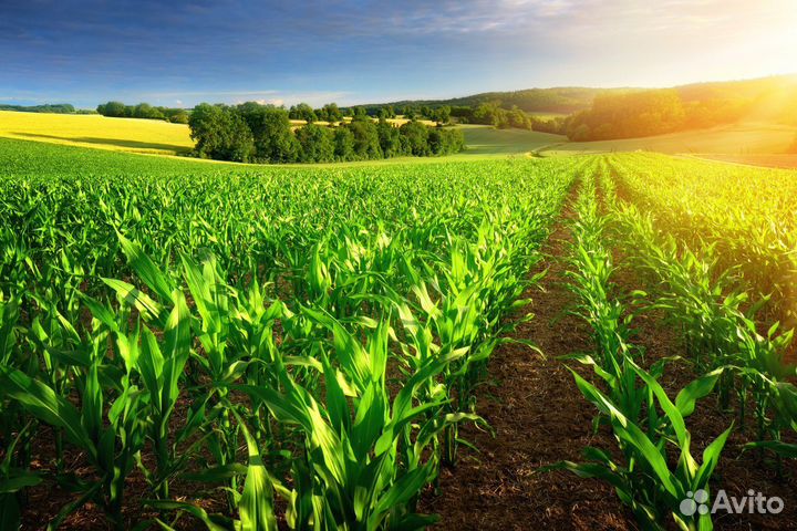 Инвестируйте в компанию-производителя удобрений