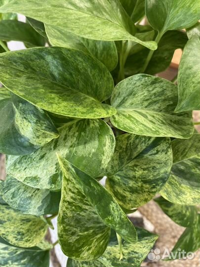 Эпипремнумы сциндапсусы