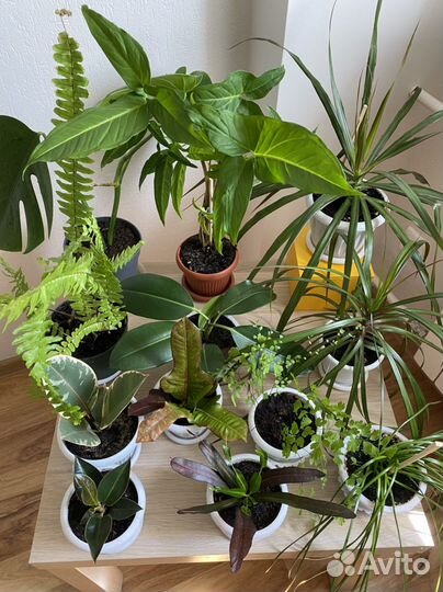 Комнатные растения