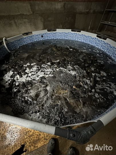 Карп охлажденный-свежемороженный