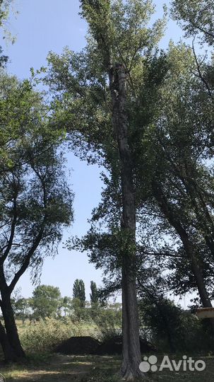 Спил деревьев