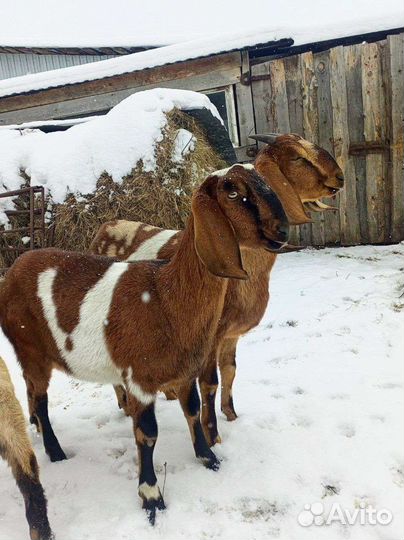 Нубийские козы