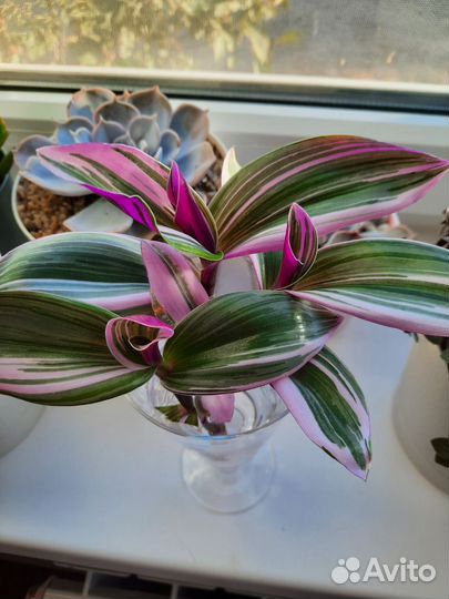 Традесканция нанук (настоящая,не альба)