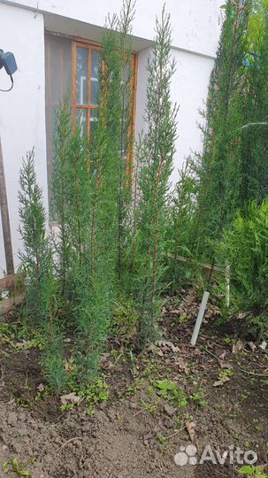 Кипарисы. Туи