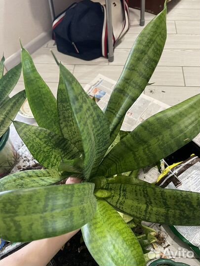 Сансевиерия зейланика