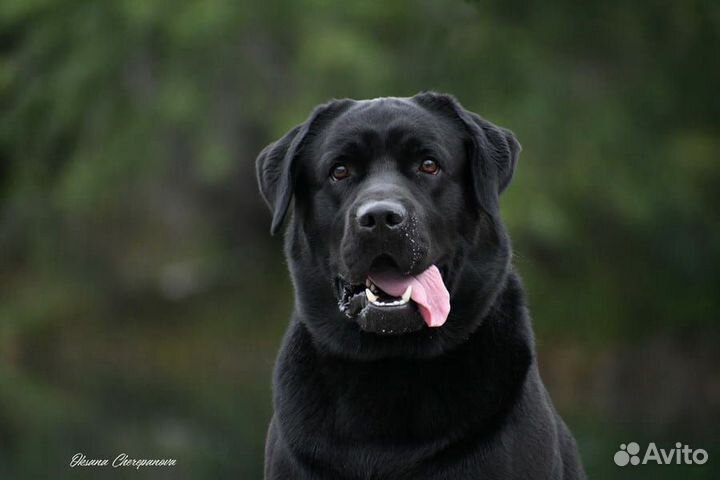 Лабрадор вязка