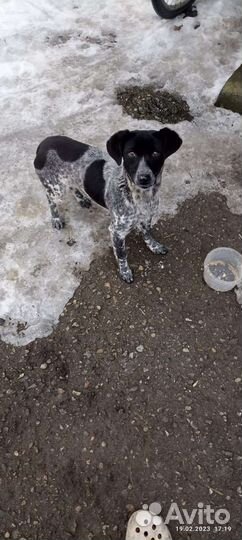 В добрые руки