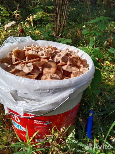 Грибы опята свежие