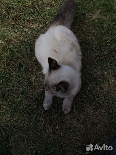 Отдам котов 4 месяца