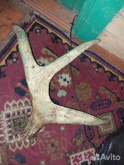 Продам рога лося