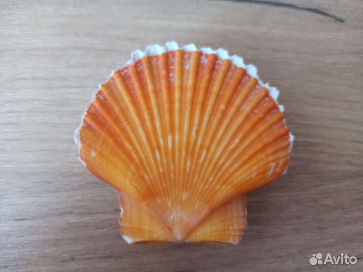 Морская раковина