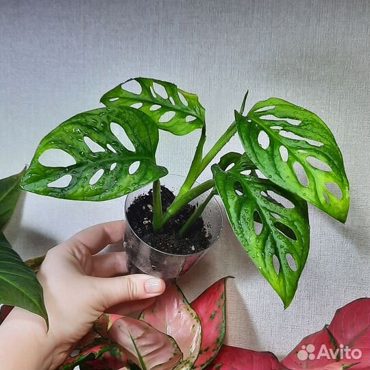 Монстера манки