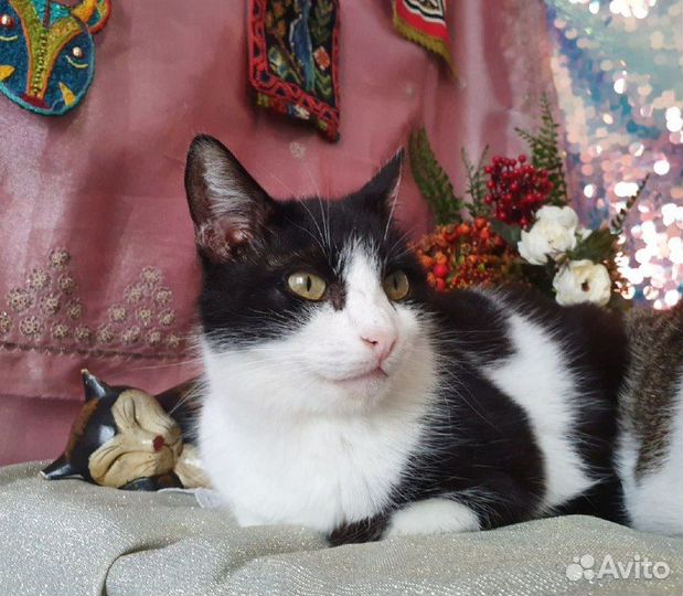 Котик Шустрик и кошечка в самом расцвете сил