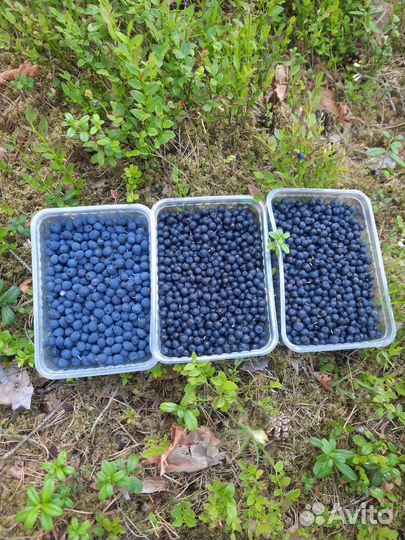 Черника, голубика лесная