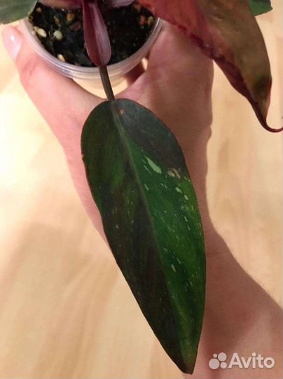 Филодендрон ред андерсон