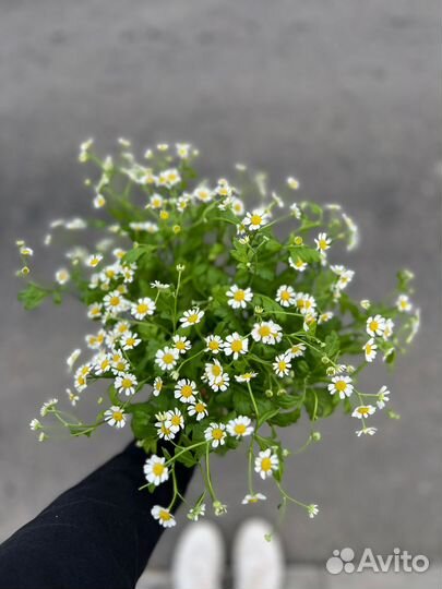 Купить букет с ромашками