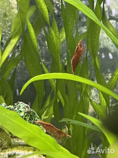 Аквариумные креветки и растения