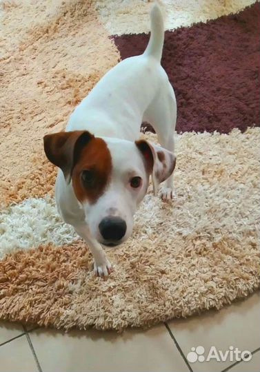 Передержка домашних животных