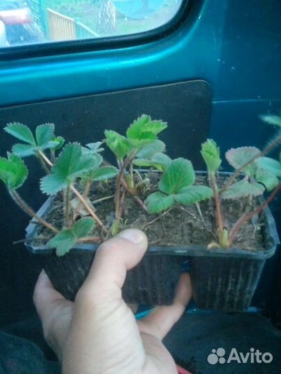 Рассада ремонтантной клубники