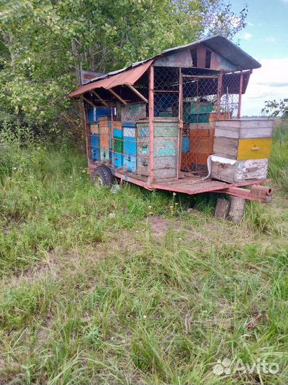 Продается пасека