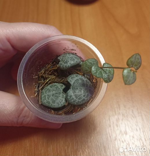 Церопегия Вуда