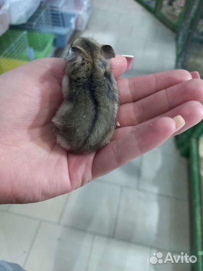 Джунгарский хомяк