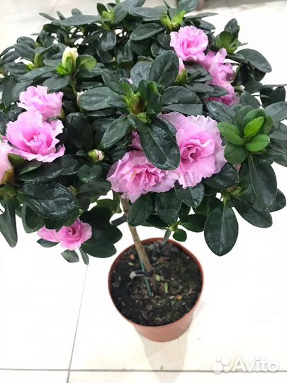 Рододендрон Азалия на штамбе