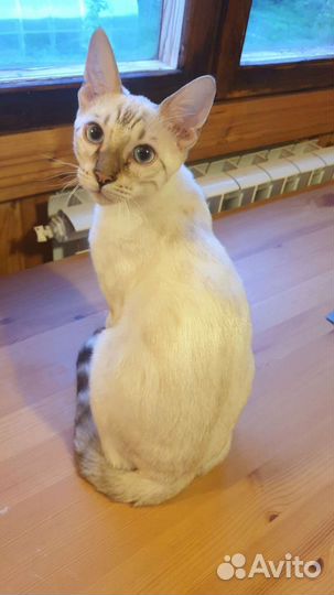 Бенгальский котенок в ответственные руки