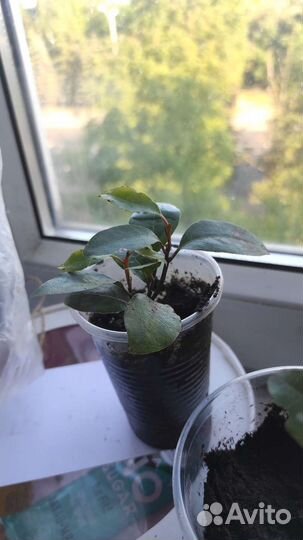 Лавровый лист саженцы, лавр благородный