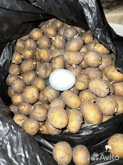 Картофель на посадку Адретта