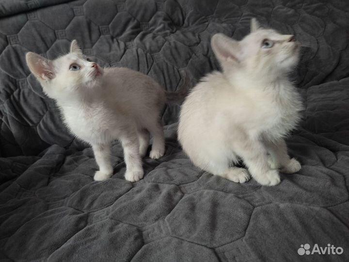 Британские котята