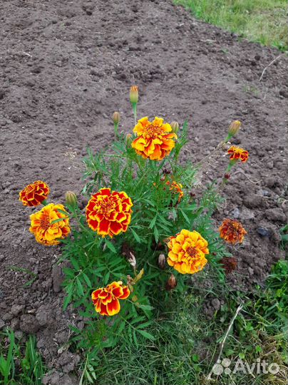 Бархатцы рассада