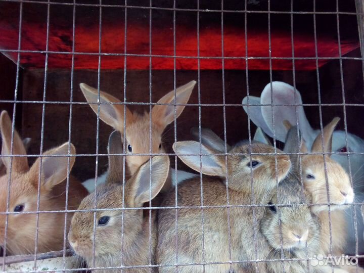 Мясо домашнее уток, кроликов, гусей