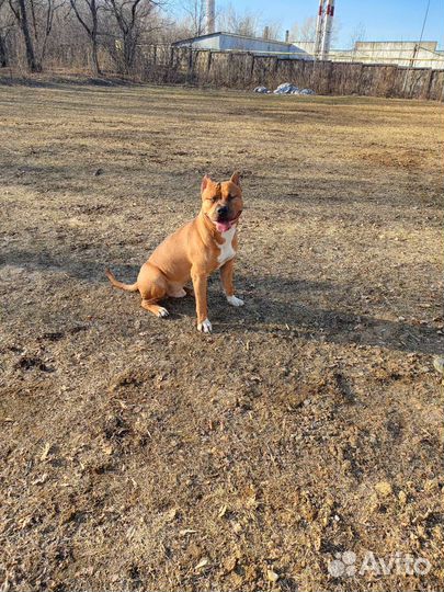 Амстафф вязка