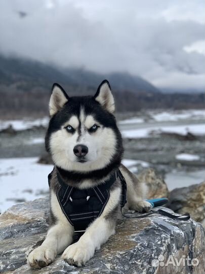 Вязка кобеля хаски