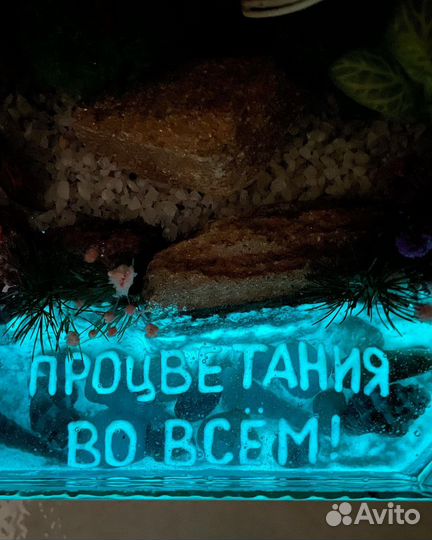 Флорариумы, моссариумы, суккуленты