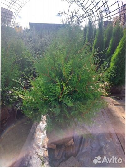 Саженцы туя