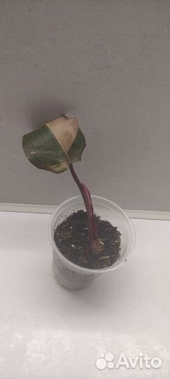 Филодендрон Розовая Принцесса