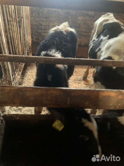 Быки от 1мес до 4 мес