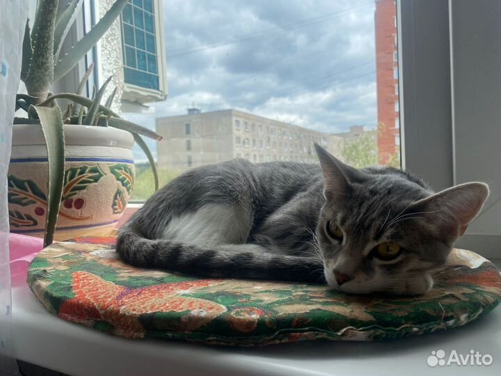 Кошка в добрые руки