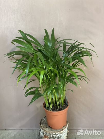 Пальма арека (Хризолидокарпус) d17