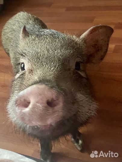 Отдаю минипига в добрые руки