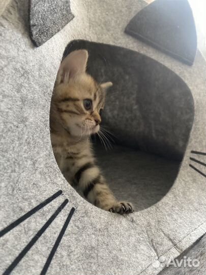 Шотландская кошечка
