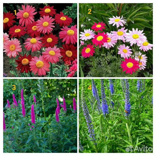 Рассада многолетних цветов