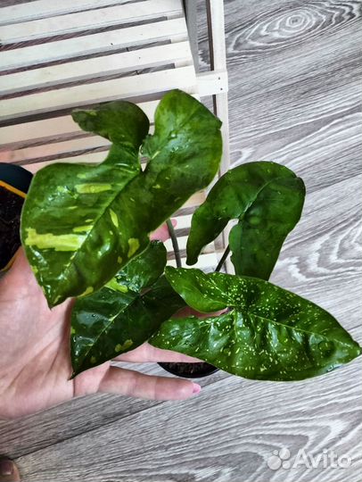 Сингониум Панда