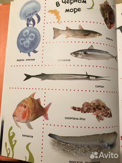 Подводный мир книга с картинками