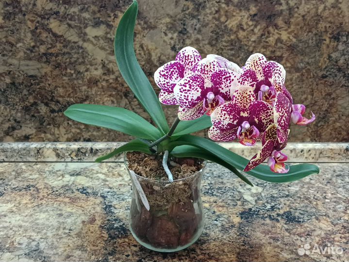 Орхидея луна роса