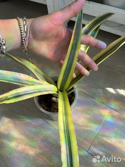 Сансевиерия сортовая