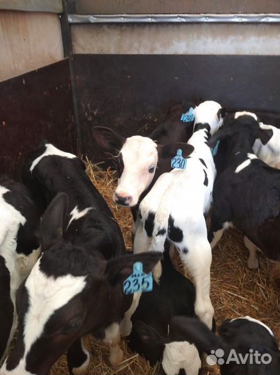 Телята доставка