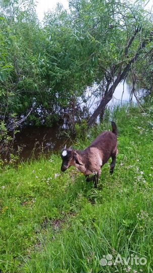 Козы козлята козлы